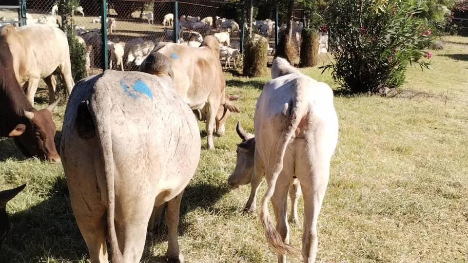 Cattle at a livestock holding area