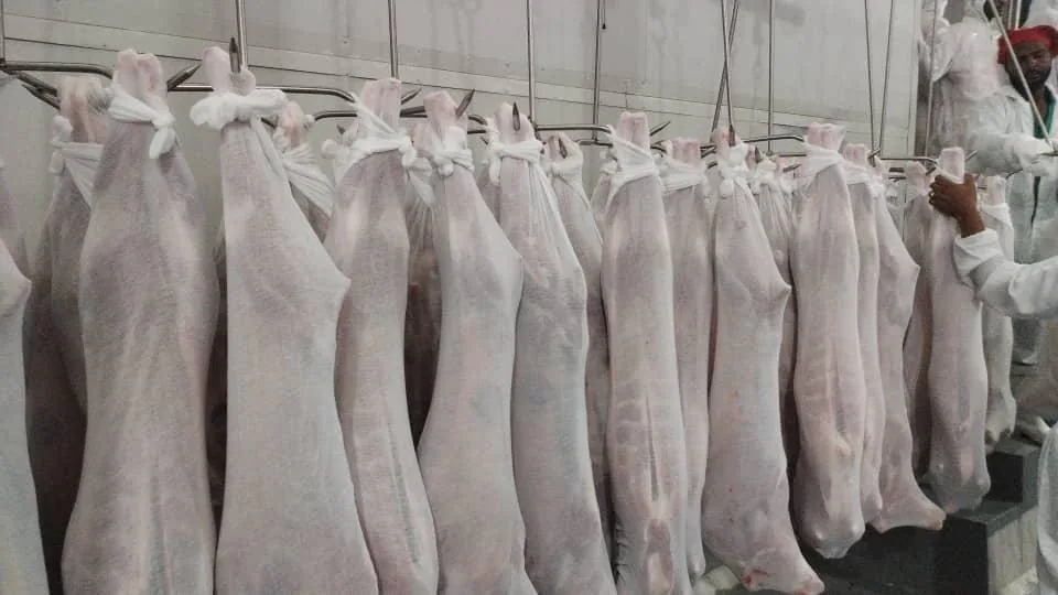 Carcasses hanging side by side in cold storage