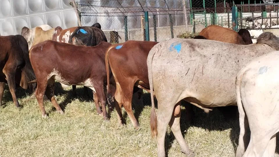 Cattle grazing on pasture