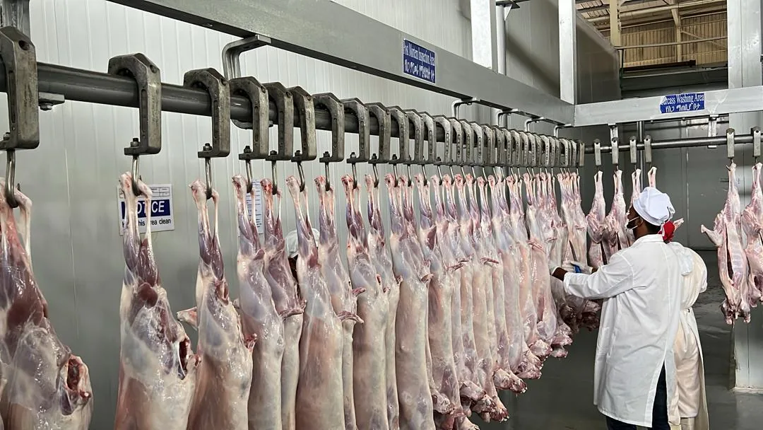 Overhead rail of carcasses in a processing hall