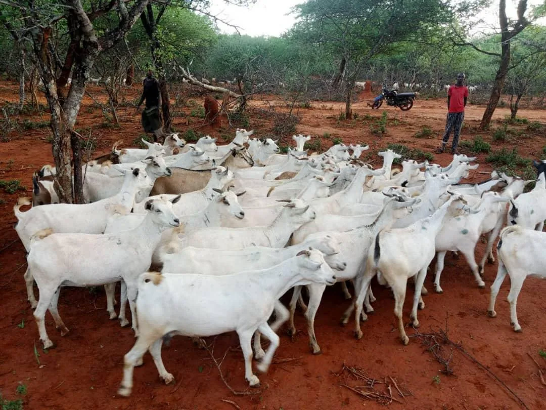 White goats on open rangeland
