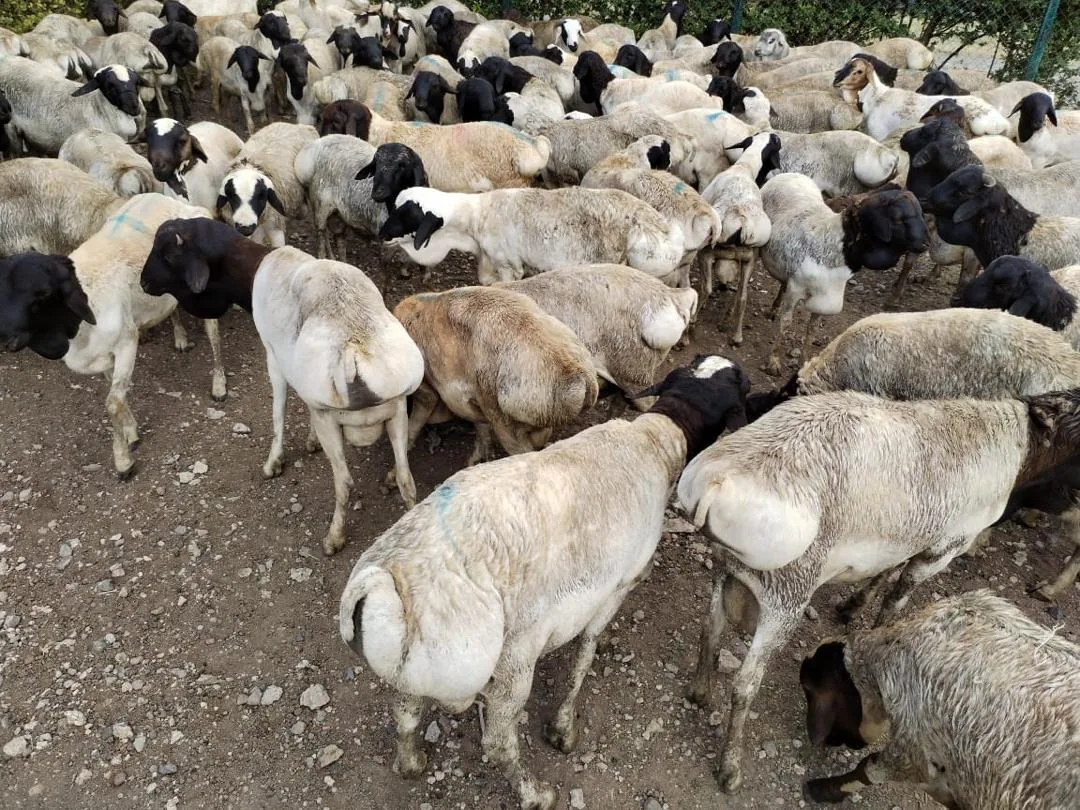 Flock of sheep before processing