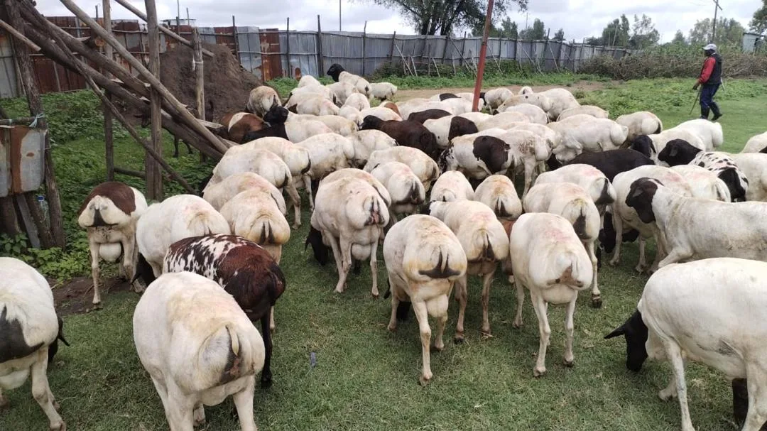 Sheep gathered at a livestock holding area